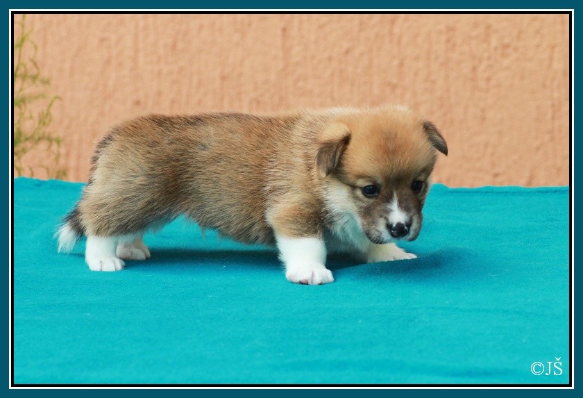 ARGO Corgiira Moravia 5. týden IMG_6172v-mailo