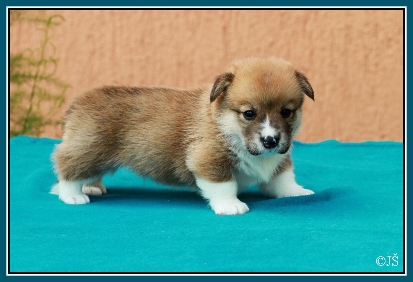 ARGO Corgiira Moravia 5. týden IMG_6182v-mailo
