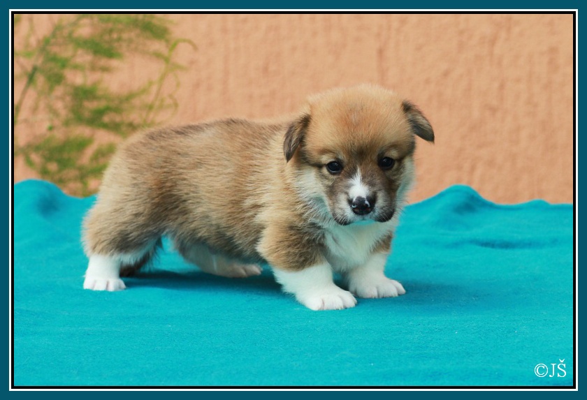 ARGO Corgiira Moravia 5. týden IMG_6215v-mailo