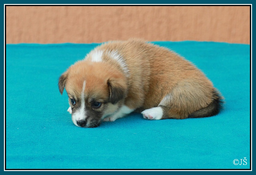 ARNY Corgiira Moravia 5. týden  IMG_5997v-mail
