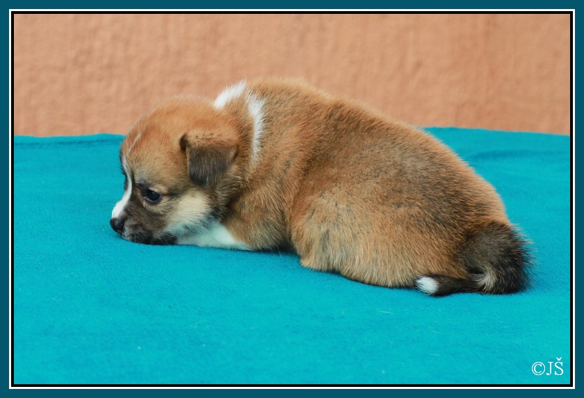 ARNY Corgiira Moravia 5. týden  IMG_6000v-mail
