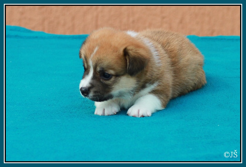 ARNY Corgiira Moravia 5. týden  IMG_6019v-mail
