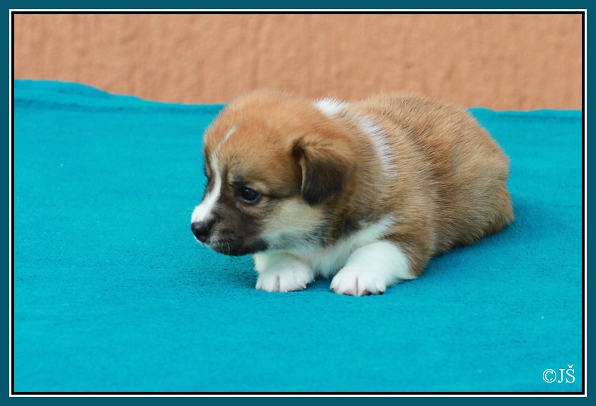 ARNY Corgiira Moravia 5. týden  IMG_6021v-mail