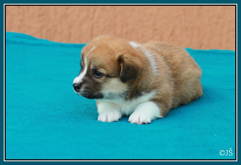 ARNY Corgiira Moravia 5. týden  IMG_6022v-mail
