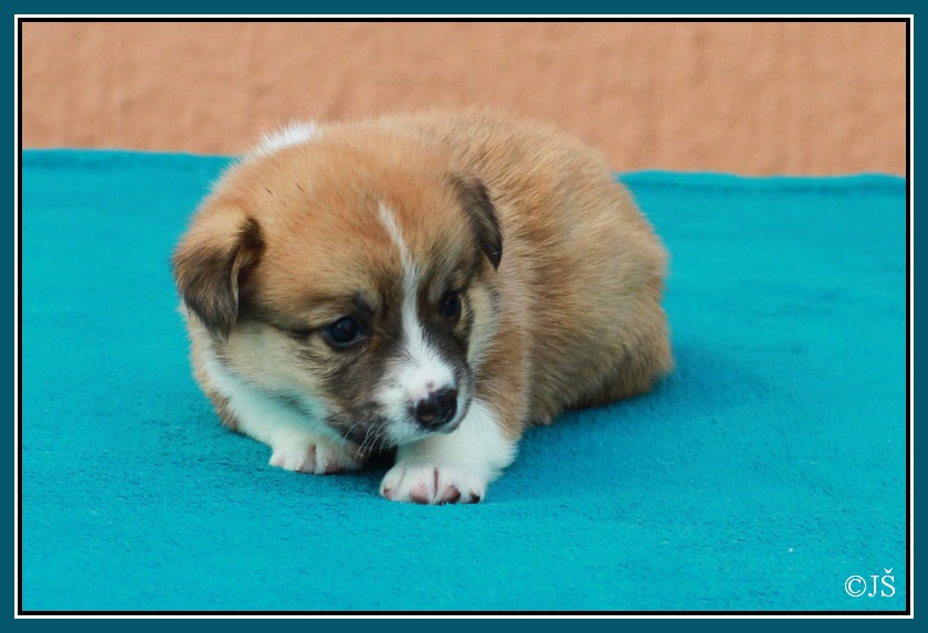 ARNY Corgiira Moravia 5. týden IMG_6013v-mail