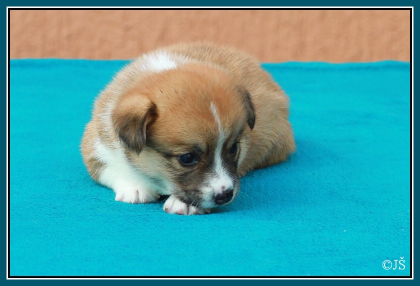 ARNY Corgiira Moravia 5. týden IMG_6015v-mail