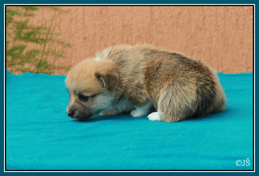 ARTUSH Corgiira Moravia 5. týden IMG_6232v-mail