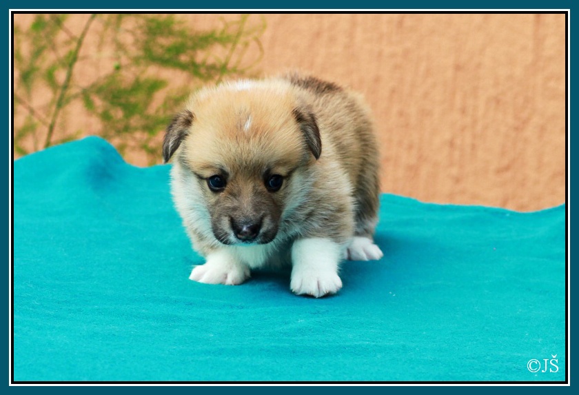 ARTUSH Corgiira Moravia 5. týden IMG_6245v-mail