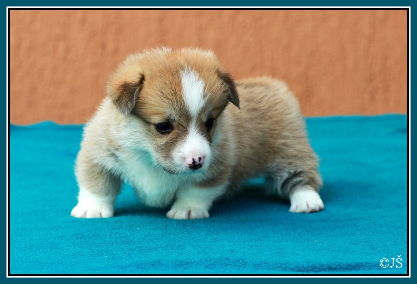 ARWIN Corgiira Moravia 5. týden  IMG_6047v-mail