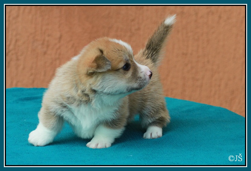 ARWIN Corgiira Moravia 5. týden IMG_6033v-mail