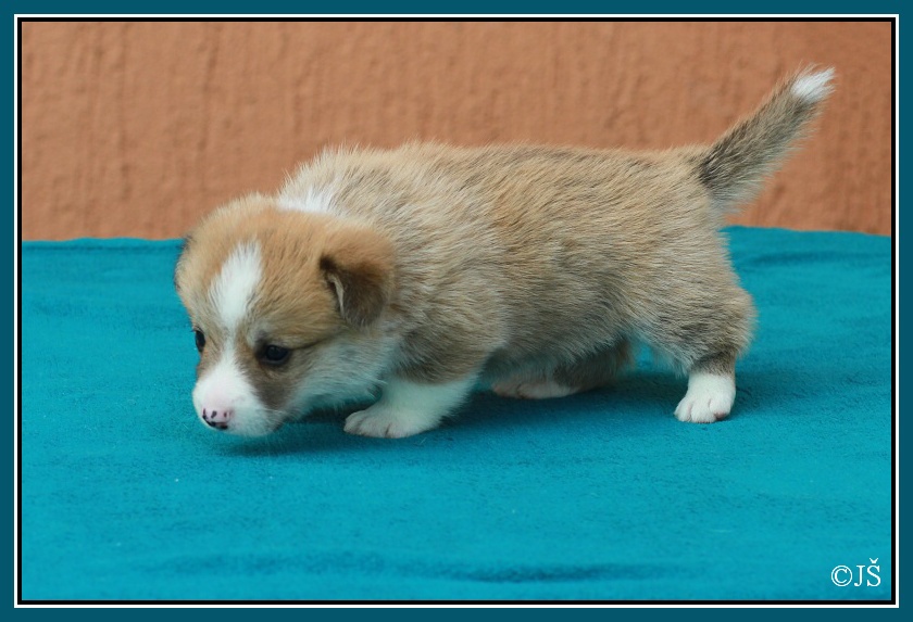 ARWIN Corgiira Moravia 5. týden IMG_6065v-mail
