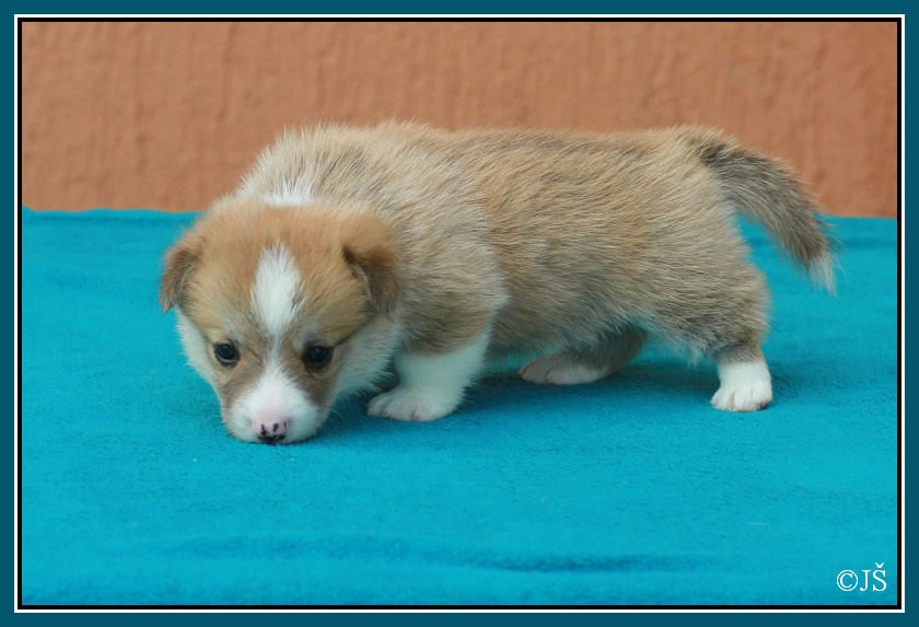 ARWIN Corgiira Moravia 5. týden IMG_6068v-mail