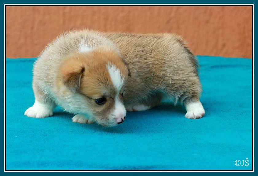ARWIN Corgiira Moravia 5. týden IMG_6072v-mail