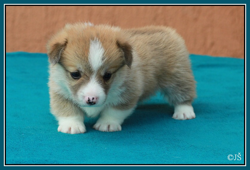 ARWIN Corgiira Moravia 5. týden IMG_6082v-mail