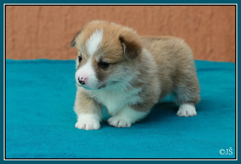 ARWIN Corgiira Moravia 5. týden IMG_6088v-mail