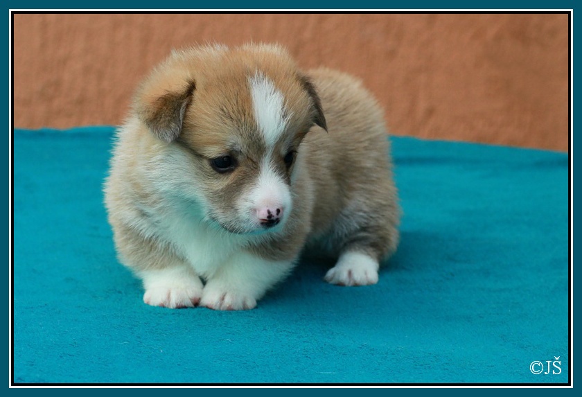 ARWIN Corgiira Moravia 5. týden IMG_6090v-mail