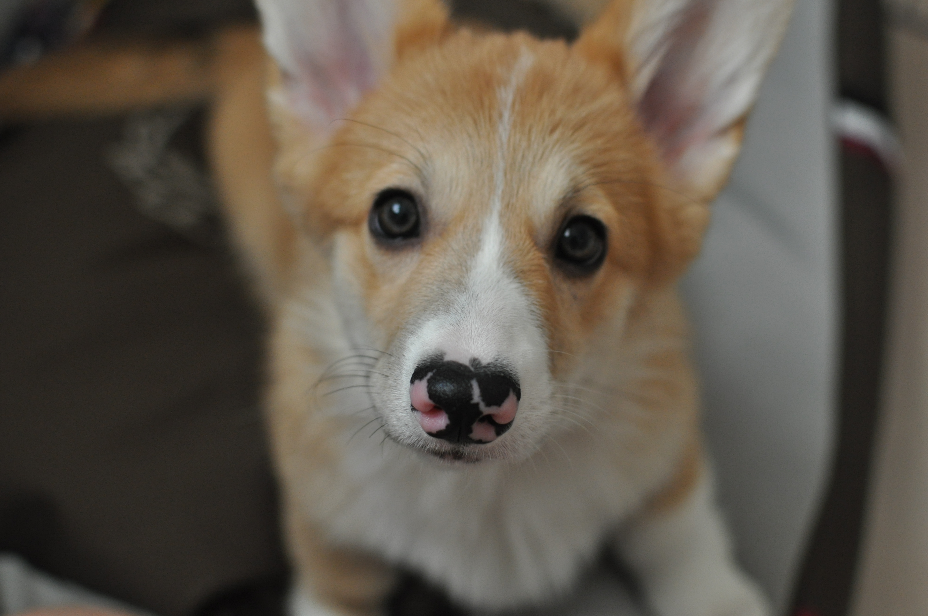 DSC_0011
